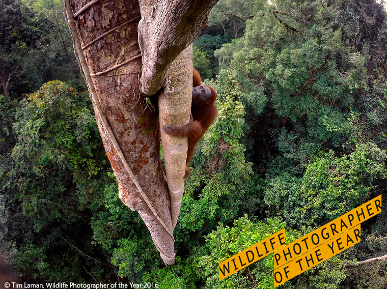 Wildlife Photographer of the year